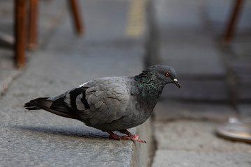 Pigeon on ground 3