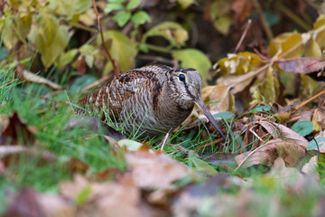 Waldschnepfe auf Nahrungssuche - mit Regenwurm