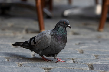 Pigeon on ground 4