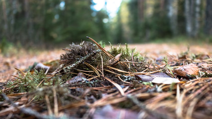 Nahaufnahme des Waldbodens mit Zweigen. Moosen, Tannennadeln  mit ausgewähltem Focus
