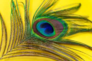 Peacock feather on a yellow background, close-up. Trend bright colors. Space for text.