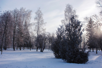 Evening in winter park. Trees in frost and snow.