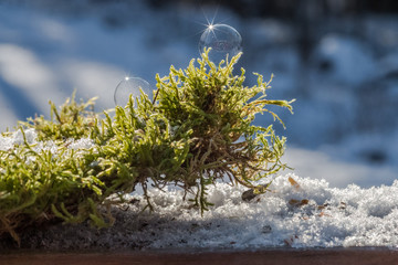 Gefrorene Seifenblase sitzen auf grünenm Moos . Aufgenommen bei minus 15 Grad in Schweden...