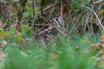 Waldschnepfe auf Nahrungssuche