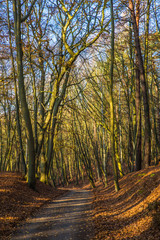 Fototapeta premium Herbstwald