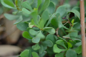green plant in the garden