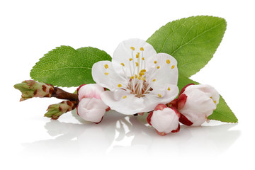 Almon flower