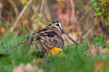 Waldschnepfe auf Nahrungssuche