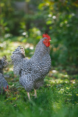Rooster in the summer garden on a background of green vegetation.
