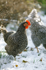 Chicken in autumn garden on the background of the first snow.
