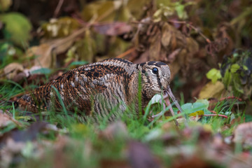 Waldschnepfe auf Nahrungssuche
