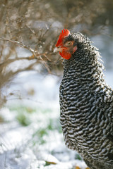 Chicken in autumn garden on the background of the first snow.