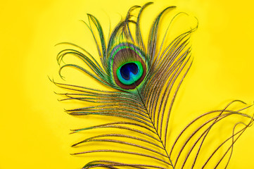 Peacock feather on a yellow background, top view, flat lay. Trend bright colors. Space for text.