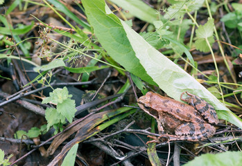 Tree frog on spring leaves. Lithobates sylvaticus .Russia. Leningrad region.
