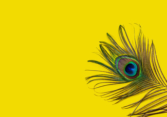 Peacock feather on a yellow background, top view, flat lay. Trend bright colors. Space for text.