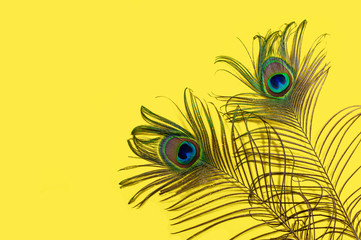 Two peacock feathers on a yellow background, top view, flat lay. Trend bright colors. Space for...