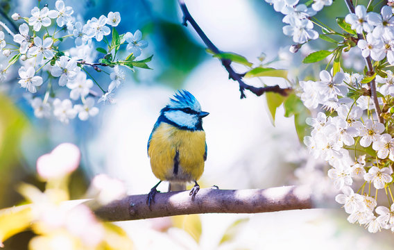 Fototapeta cute little bird tit sitting on a branch of cherries with delicate white flowers in the spring fragrant may garden