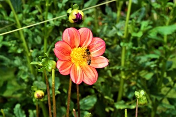 Pink Dahlia with Yellowjacket