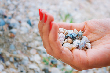 Shells in the female hand