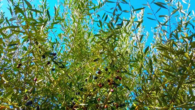 olive trees with olives that move by the wind