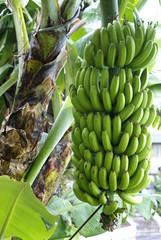 bunch of bananas