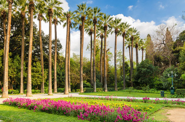 Palm trees in the Athens National Garden in the city centre. Greece
