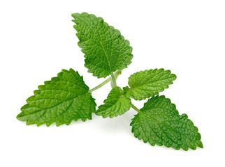 Melissa, lemon balm