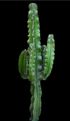 Euphorbia trigona houseplant isolated on black background with clipping path.