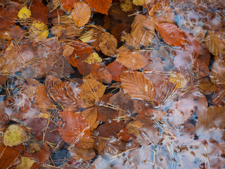 colorful autumn fallen wet beech and birch leaves and pine needles on water puddle, seasonal nature background