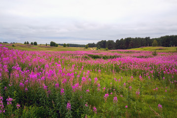 Obraz premium Flowered willowherb Ivan tea . Koltush heights - natural landscape, Vsevolozhsky district, Leningrad region.