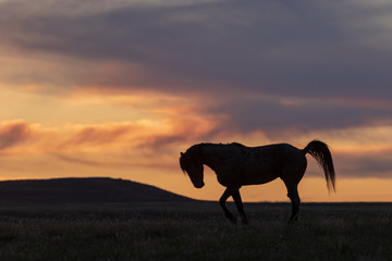 Wild Horse Silhouetted at Sunset