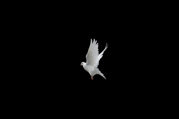 Obraz premium The white dove isolated on a black. Pigeon Peacock in graceful flight. 