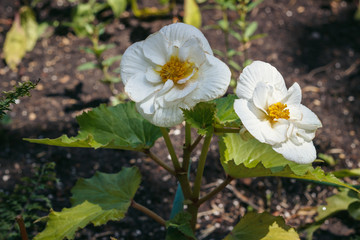 Obraz premium Image of blooming begonia in the park