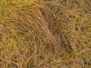 Real dry grass texture