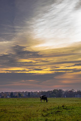 Rural landscape-grazing cow in a meadow at sunset. Soothing idyllic rustic scene. 