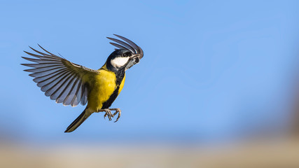 Kohlmeise im Anflug