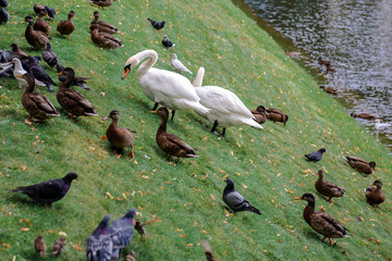 Birds walk in the city Park. Swans, ducks and pigeons are for the fun of the public. 