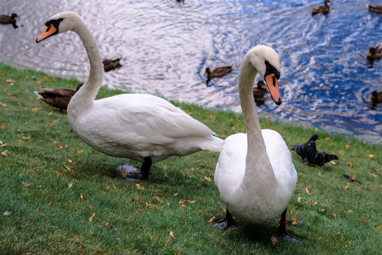 Birds walk in the city Park. Swans, ducks and pigeons are for the fun of the public. 