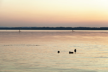 A couple practicing paddlesurf at sunset on a lake