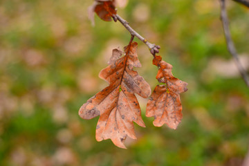 El anillo verde (la vegetación que rodea la ciudad) de Vitoria-Gasteiz en otoño. hojas secas de roble en rama