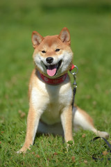 happy siba-ken, a small Japanese dog,
