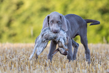 Weimaraner im Revier, 3 Monate alter Welpe und großer Bruder bei Freizeit und AUsbildung