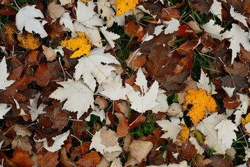El anillo verde (la vegetación que rodea la ciudad) de Vitoria-Gasteiz en otoño. hojas  de arce en el suelo