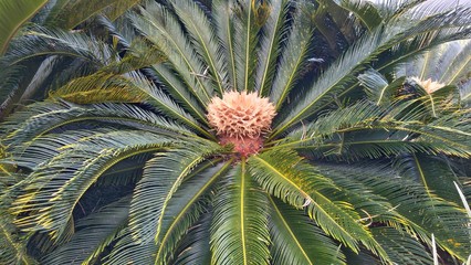 Obraz premium Cycas plant in the garden
