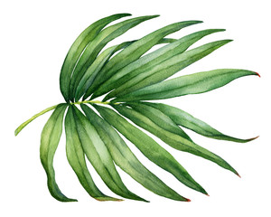 Tropical green palm leaf. Watercolor hand drawn painting illustration isolated on a white background.