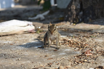 curious squirrel