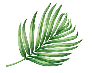 Naklejka premium Tropical green palm leaf. Watercolor hand drawn painting illustration isolated on a white background.