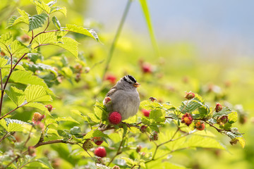 bird on a branch