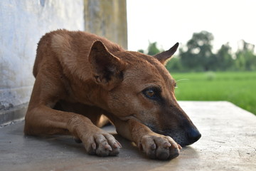 Innocent Dog