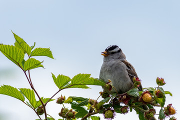 bird on a branch